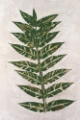 Picture of FRESCO FROND II