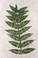 Picture of FRESCO FROND II