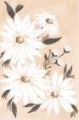 Picture of SOFT DAISIES II