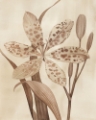 Picture of LEOPARD LILY I