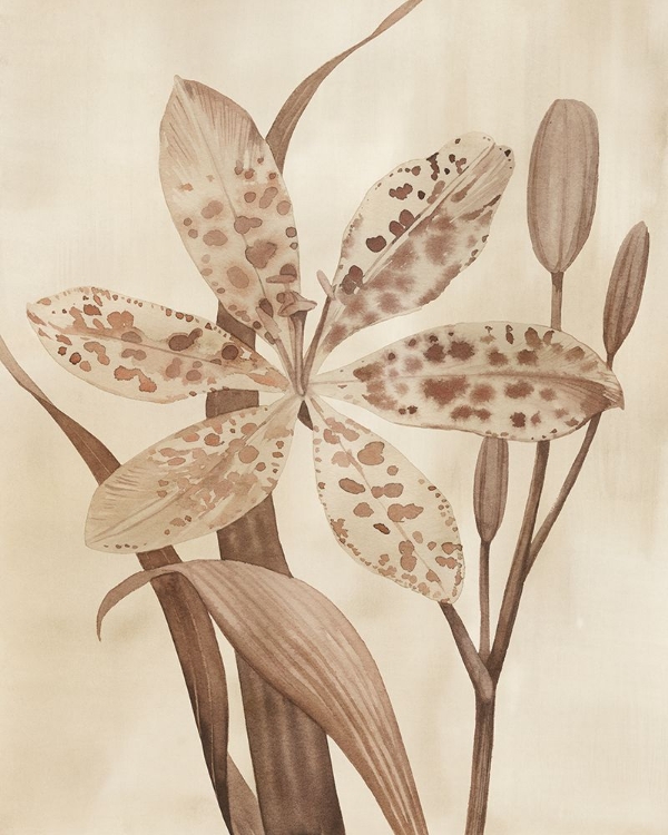 Picture of LEOPARD LILY I