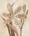 Picture of LEOPARD LILY I