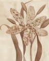 Picture of LEOPARD LILY II