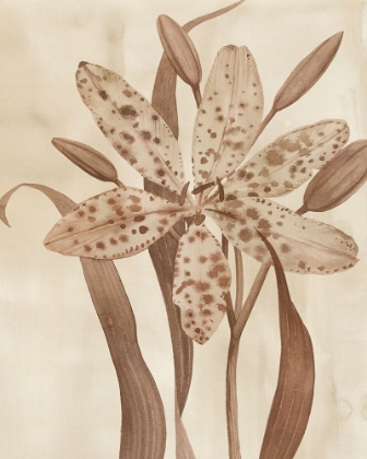 Picture of LEOPARD LILY II