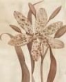 Picture of LEOPARD LILY II