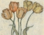 Picture of TULIP FLORAL STUDY I