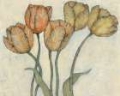 Picture of TULIP FLORAL STUDY I