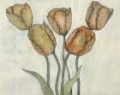 Picture of TULIP FLORAL STUDY II