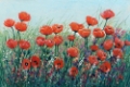 Picture of FIELD OF RED POPPIES I