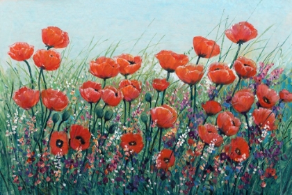 Picture of FIELD OF RED POPPIES I