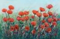 Picture of FIELD OF RED POPPIES I