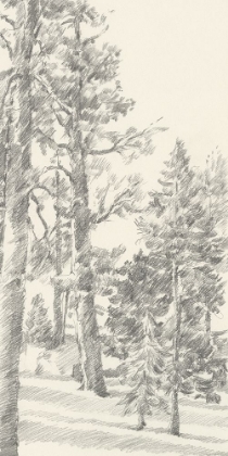 Picture of NORTHWESTERN TREE STUDY I
