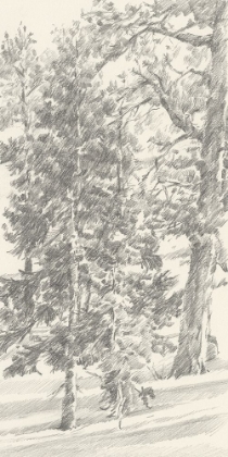Picture of NORTHWESTERN TREE STUDY II
