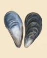 Picture of BIVALVE SHELLS I