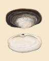Picture of BIVALVE SHELLS II