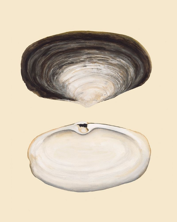 Picture of BIVALVE SHELLS II