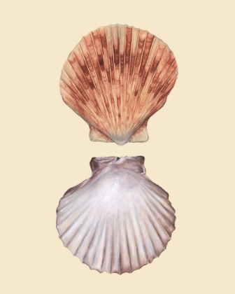 Picture of BIVALVE SHELLS III