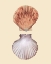 Picture of BIVALVE SHELLS III