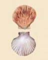 Picture of BIVALVE SHELLS III
