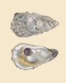 Picture of BIVALVE SHELLS IV