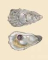 Picture of BIVALVE SHELLS IV