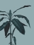 Picture of MONOCHROME TROPICAL FOLIAGE I