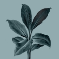 Picture of MONOCHROME TROPICAL FOLIAGE III