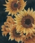Picture of SOLAR FLOWERS II