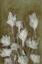 Picture of GHOST FLOWERS I