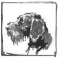 Picture of GERMAN WIRE-HAIRED POINTER