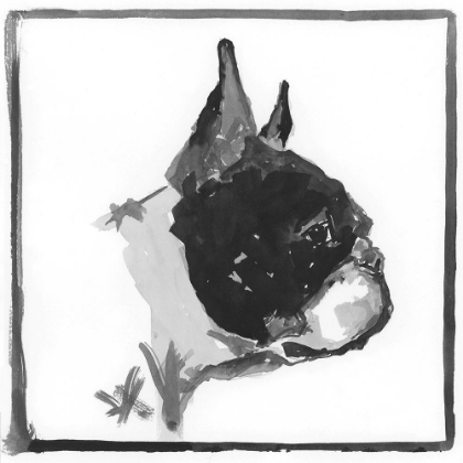 Picture of BOSTON TERRIER