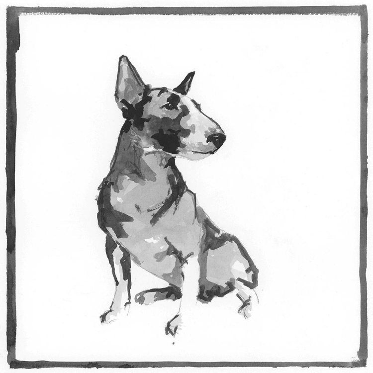 Picture of BULL TERRIER