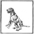 Picture of DALMATIAN