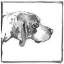 Picture of FOXHOUND