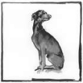 Picture of GREYHOUND