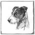 Picture of JACK RUSSELL TERRIER