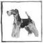 Picture of TERRIER