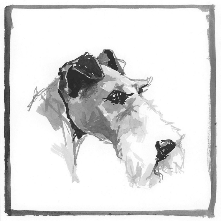 Picture of WOLF HOUND TERRIER