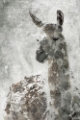 Picture of LLAMA