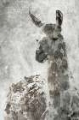Picture of LLAMA