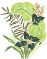 Picture of LIME LEAF MEDLEY II