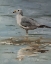 Picture of STANDING IN WATER IV