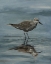 Picture of STANDING IN WATER VI