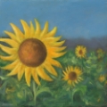 Picture of SUNFLOWER FIELD I
