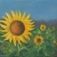 Picture of SUNFLOWER FIELD I