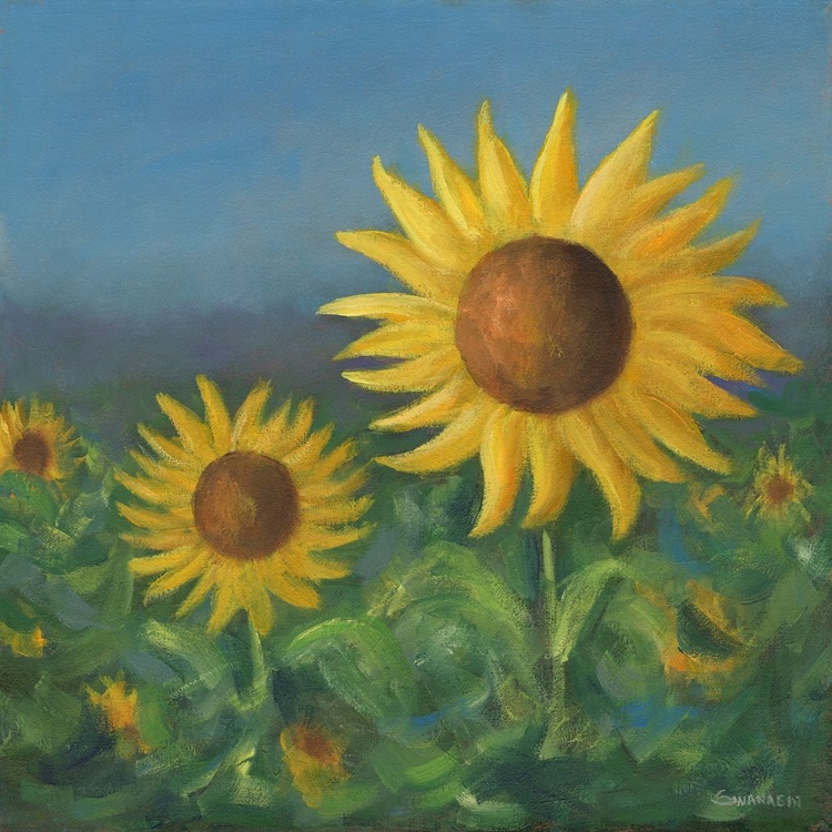 Picture of SUNFLOWER FIELD II