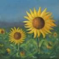 Picture of SUNFLOWER FIELD II