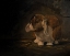 Picture of RESTING BUNNY RABBIT II