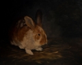 Picture of RESTING BUNNY RABBIT III