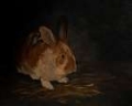 Picture of RESTING BUNNY RABBIT III